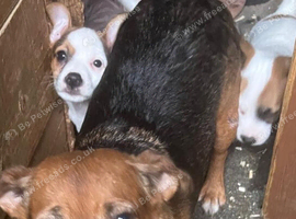 Jack Russell puppy's