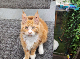 Maine Coon Kitten For Sale