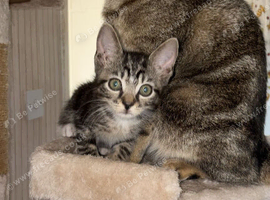 11 week old kitten