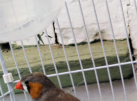 Male zebra finch