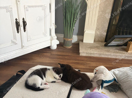 Ready to leave August kittens