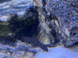 Small Plecos