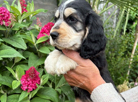 Beautiful  cocker spaniel