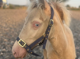 Blondie- Connie X foal