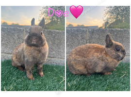 Pure breed Netherlands dwarfs