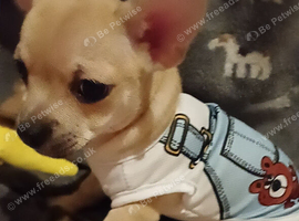 Three boy full chihuahua puppies