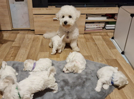 Bichon Frise Only One Left Champion Bloodline