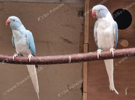 MUTATION RINGNECKS