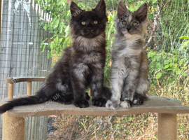 2 Beautiful Pure Breed Maine Coon Kittens