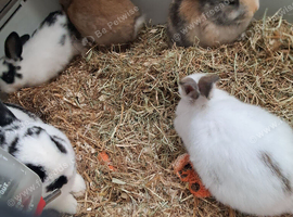 Baby bunnys