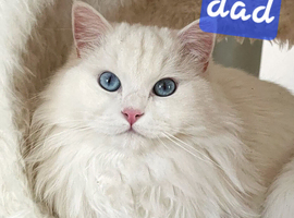 Beautifully Ragdoll babies