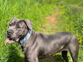 Staffordshire bull terrier