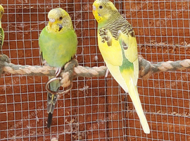baby budgies for sale
