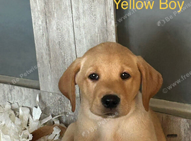 Beautiful Mixed litter of yellow labradors READY NOW