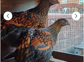 X2 gold wyandotte hens