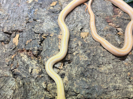 Hybino Everglades Rat Snake