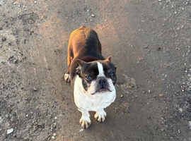4 year old Boston terrier Bitch