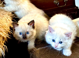 Ragdoll registered kittens ready end of June