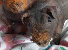 Skinny pig  pedigree females available.