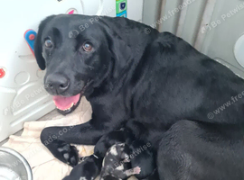 Dachshund x Labrador