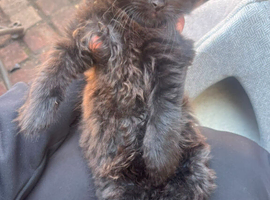 Kitten