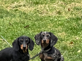 Dapple daschund female
