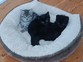 Kittens for rehoming