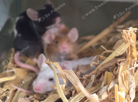 Baby mice available