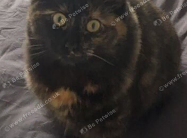 Rehoming cat