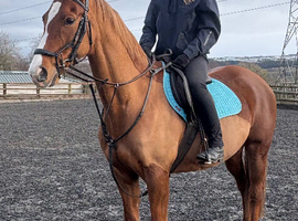 15.1hh all rounder