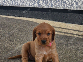 Cocker spaniel pups