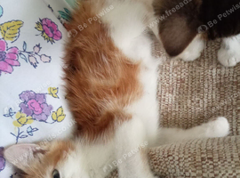 2 kittens available 1 male 1 female