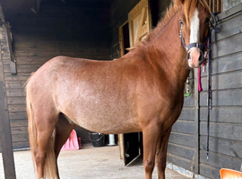 12.2h Gelding