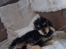 Jackapoo puppies for sale