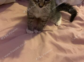 10 week old kittens looking for forever homes
