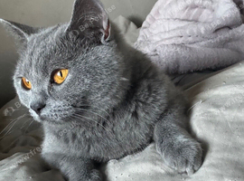 Bsh x ragdoll kittens
