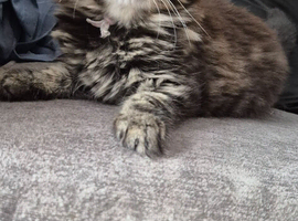 Ragdoll x kittens