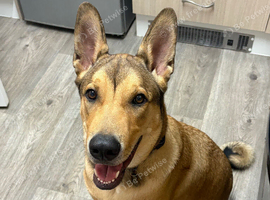 8 month old boy needing a home