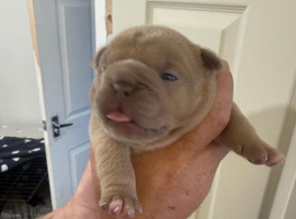 Old English bulldog x french bulldog