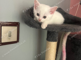 Turkish angora