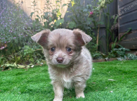Ready 27/7 Stunning Chihuahua Puppy