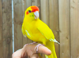 Kakarikis