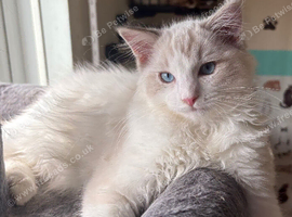 Ziggy is looking for a home