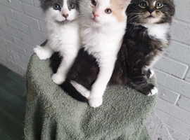 Cute kittens
