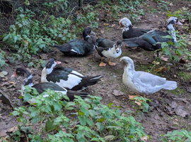 Muscovy Ducks 4months old