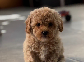Beautiful Cavapoochon Pups