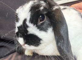 Mini Lop Doe