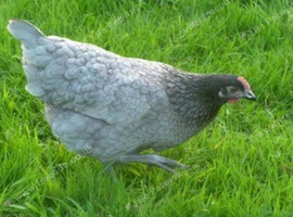 Pol hybrid hens