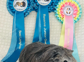 Sheltie Sow and Smooth Sow pair