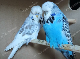 Some different age budgies and breeding boxes here